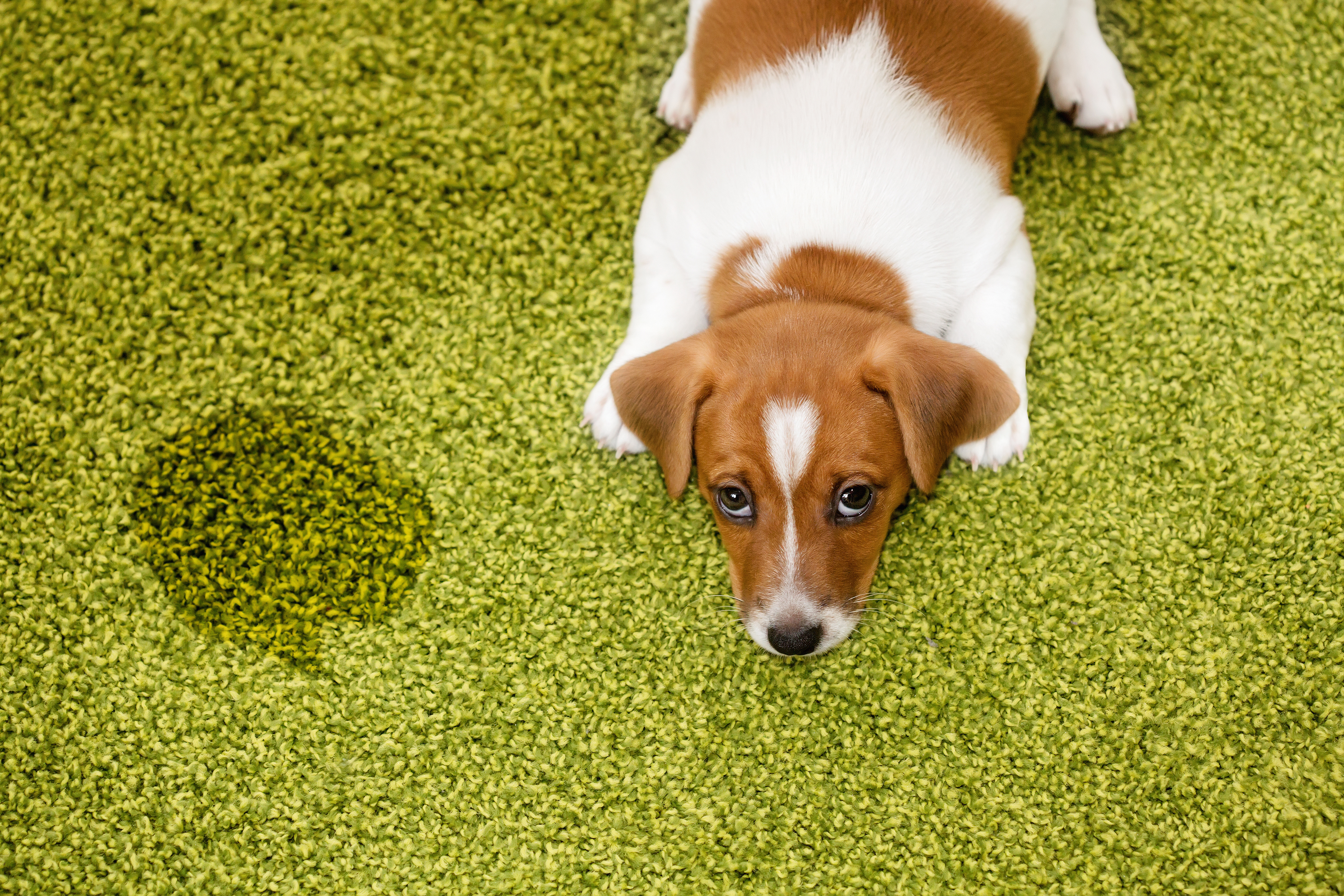 Почему собаки воняют. Джек Рассел. Собака на ковре. Щенок на ковре. Животные на ковре.