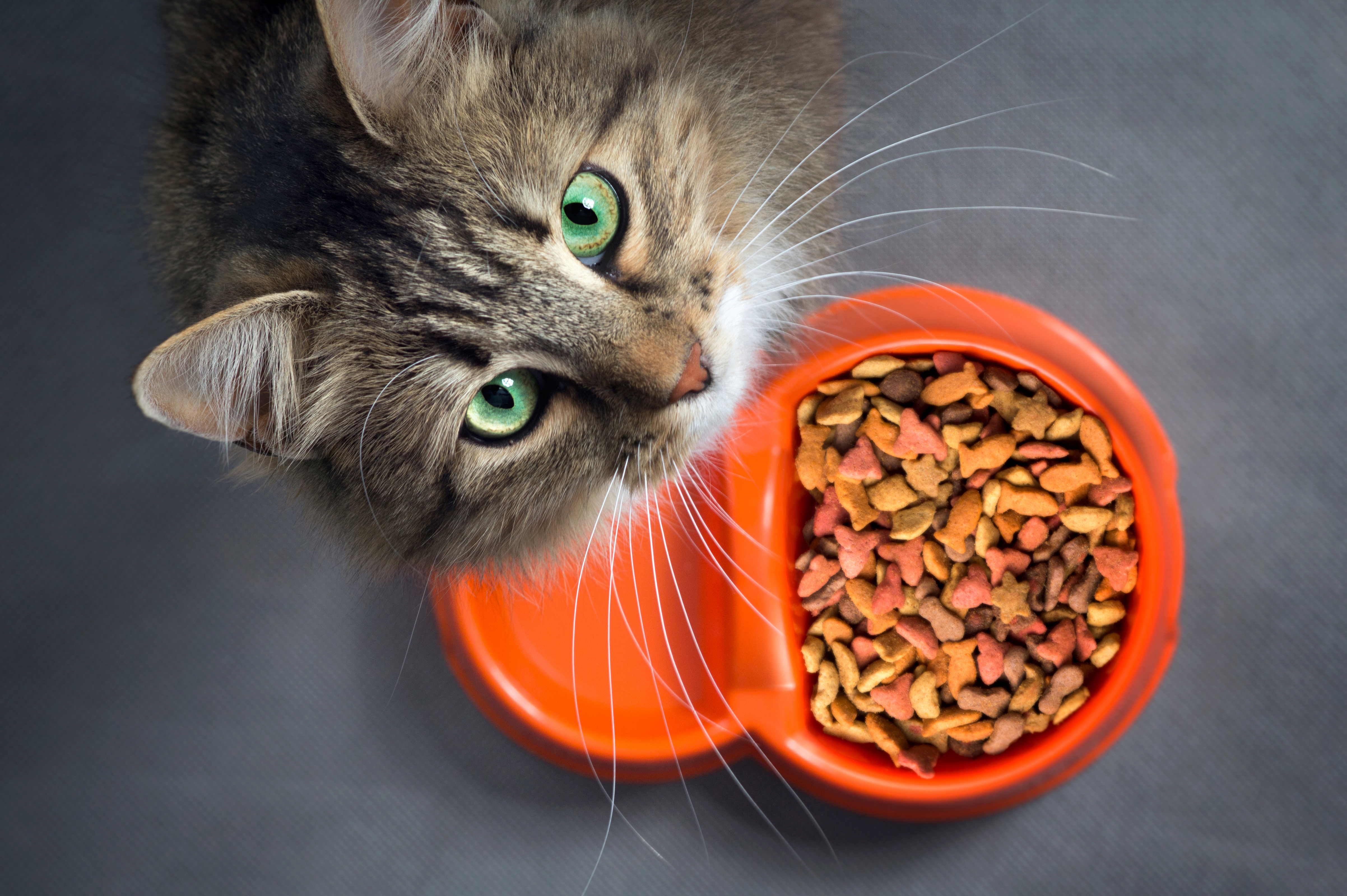 Help, mijn kat eet niet! Wat is de oorzaak? | Happy Pet
