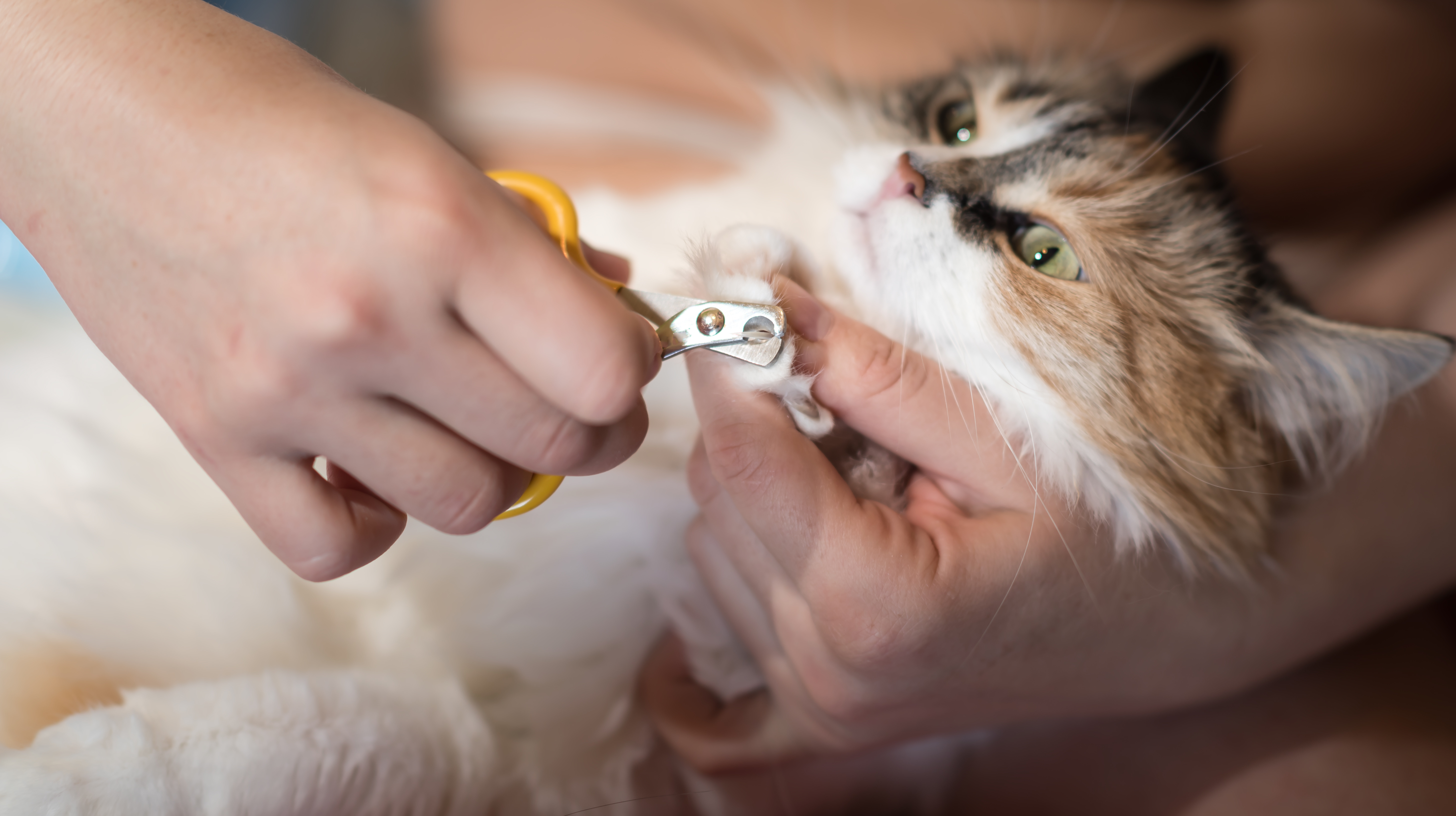 Alsjeblieft kijk elke keer Wonen 5 tips om de nagels van je kat te knippen | My Happy Pet