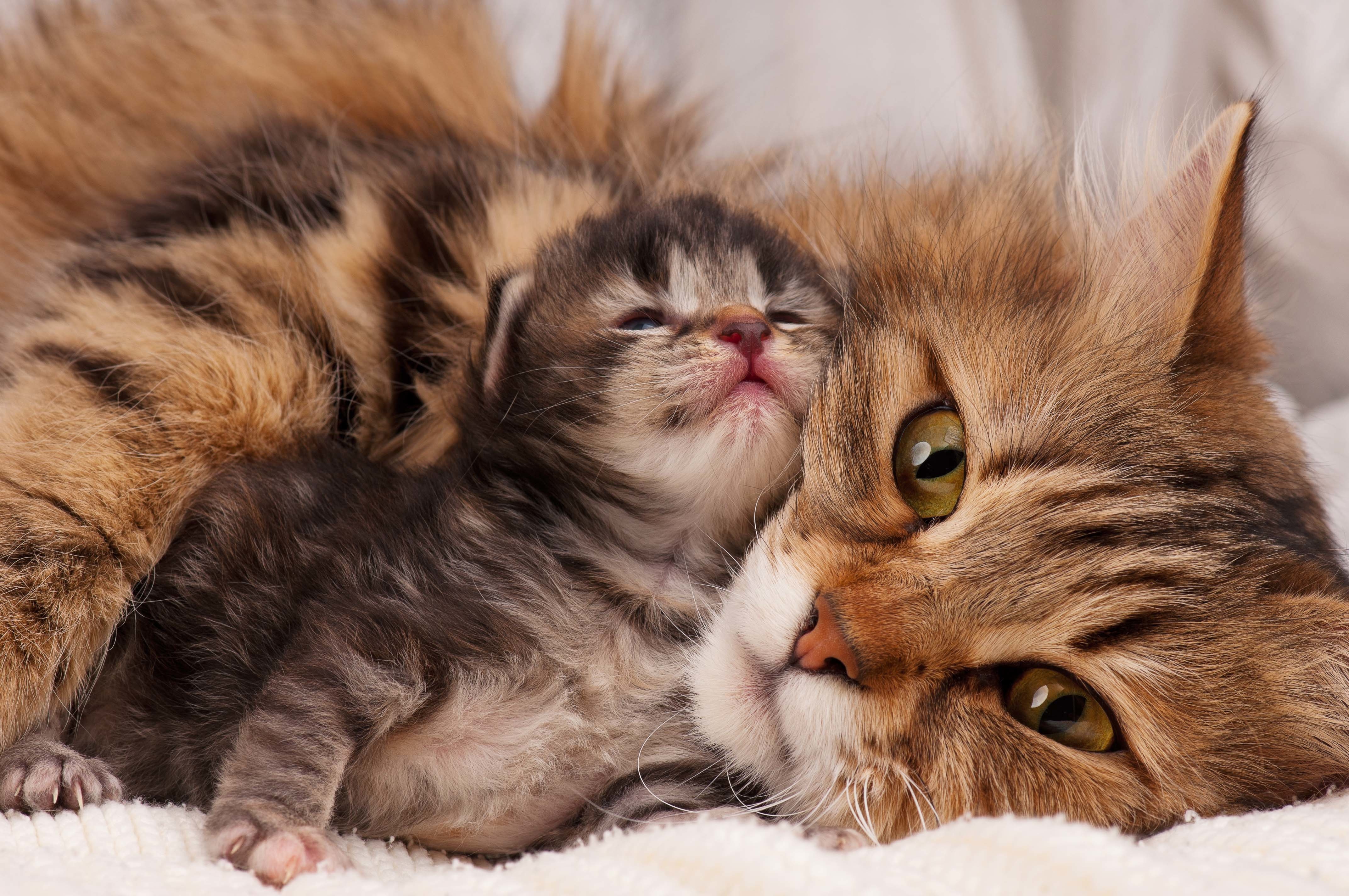 Je kat blaast naar je nieuwe kitten? Zo worden ze de beste maatjes! | My Happy