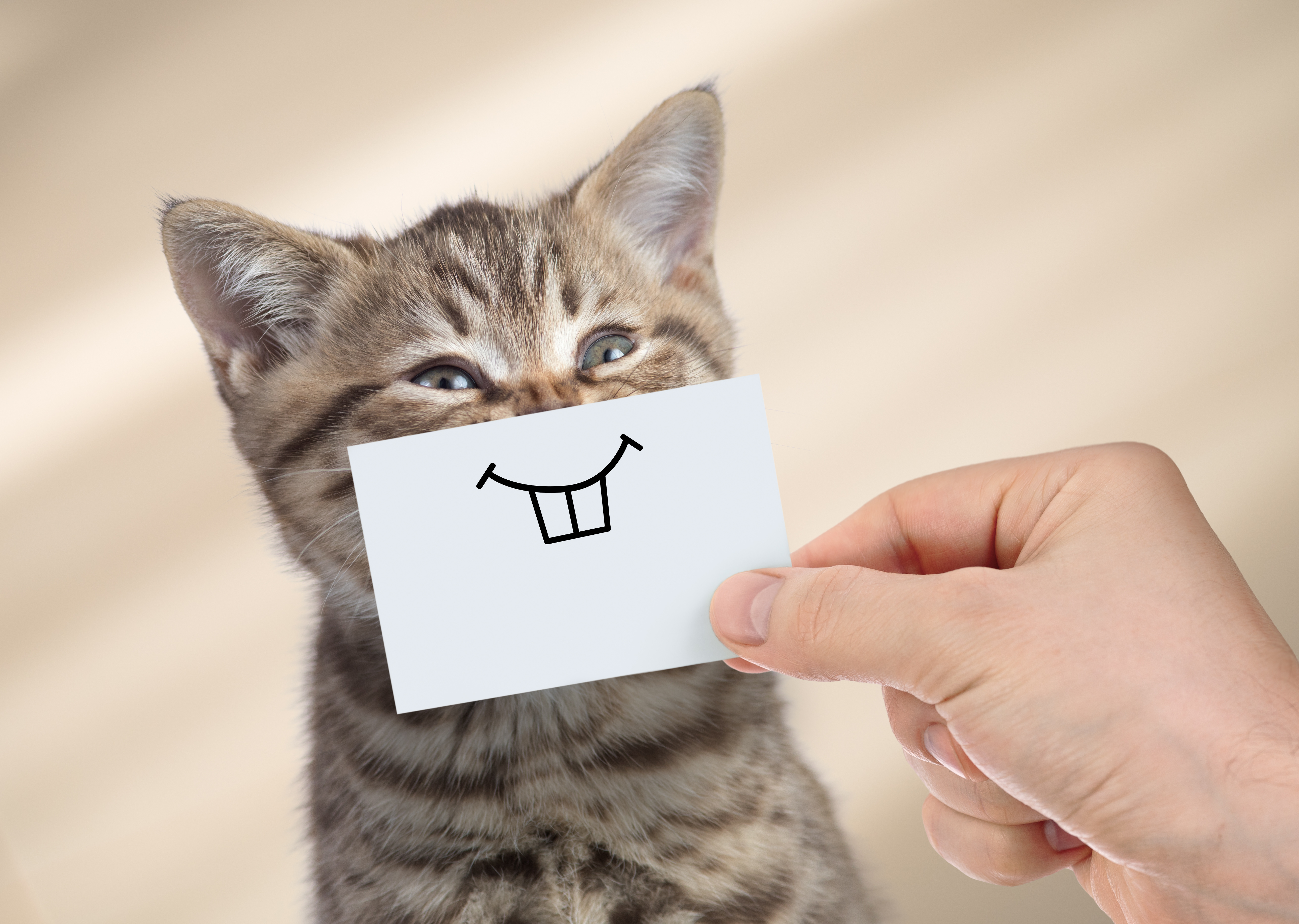 Аккуратный кот. Улыбка кошки. Кот с бумажками. Счастливый кот. Кот улыбается.