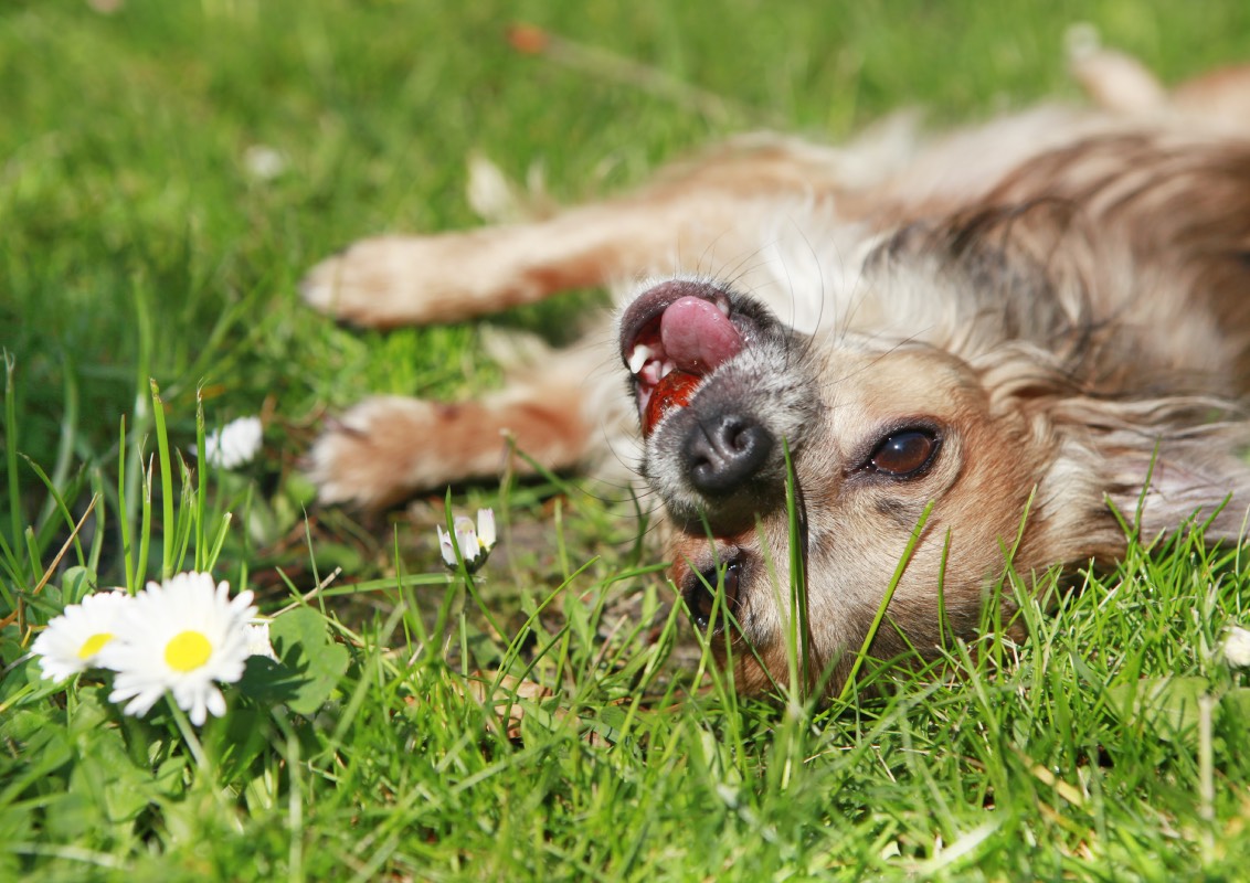giftige planten hond tuin gevaarlijk buiten