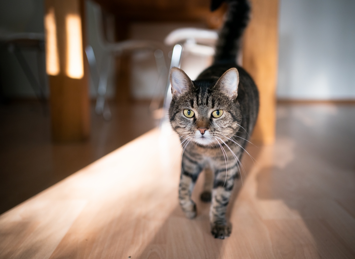 L’arthrose chat:traitement, compléments