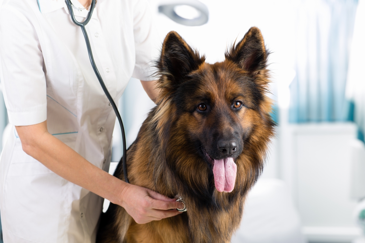 artrose hond symptomen behandelingen