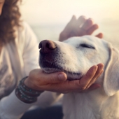 Hartfalen bij je hond: moet je jouw maatje laten inslapen?