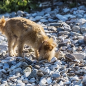 Waarom eten honden stenen – en wat kun je eraan doen?
