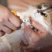 5 tips om de nagels van je kat te knippen