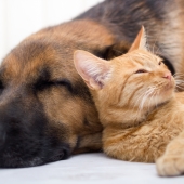 Hoe je hond of kat ontwormen? 3 handige tips