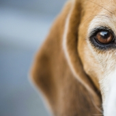 De ogen van je hond verzorgen: alles wat je moet weten