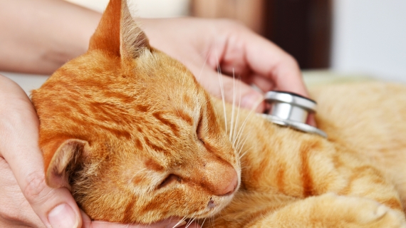 Hartproblemen bij je kat? Dit zijn de symptomen