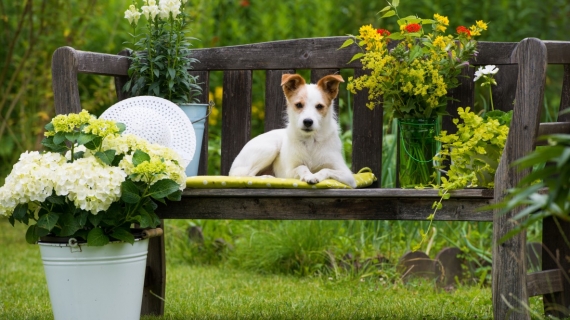 plantes toxiques chien jardin dangereux