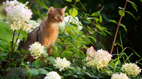 Plantes toxiques chat jardin dangereux