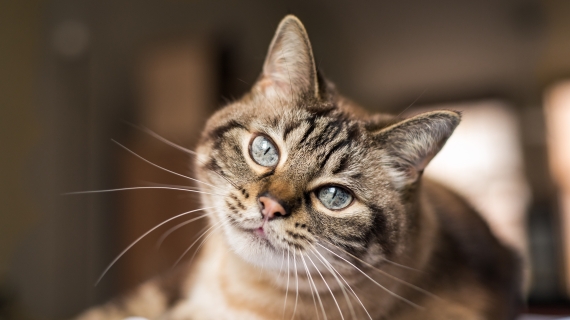 L’arthrose chez le chat : traitement et compléments