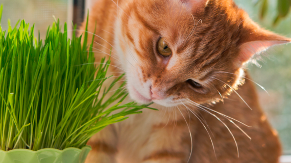 Mijn kat eet gras. Is dat gezond of juist gevaarlijk?