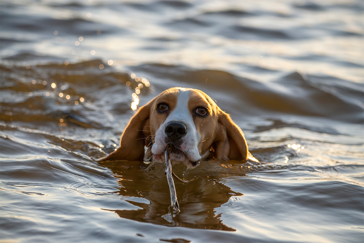 d’otite chien nager
