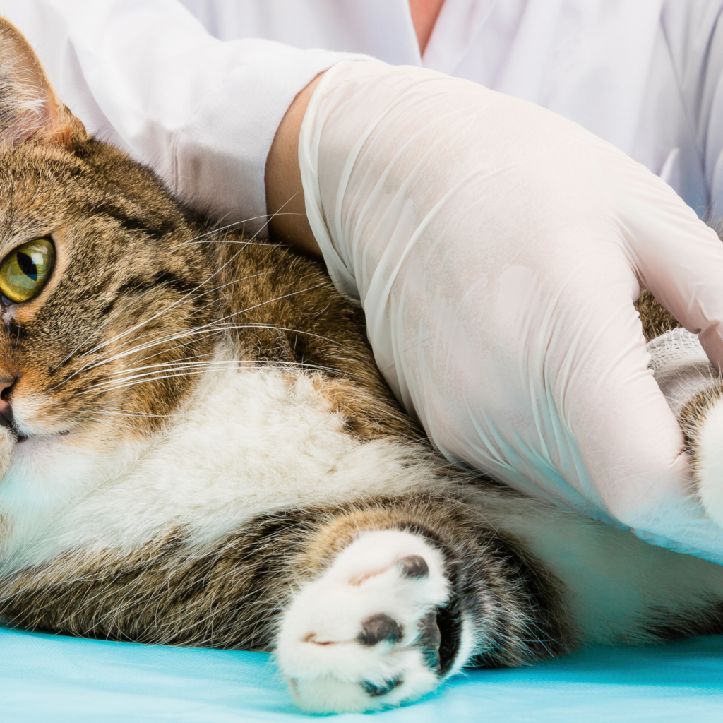 Chat avec rupture du ligament croisé en convalescence