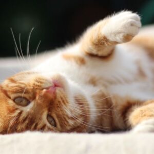 Gezondheidstips kat