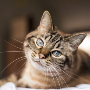 l’arthrose chez le chat
