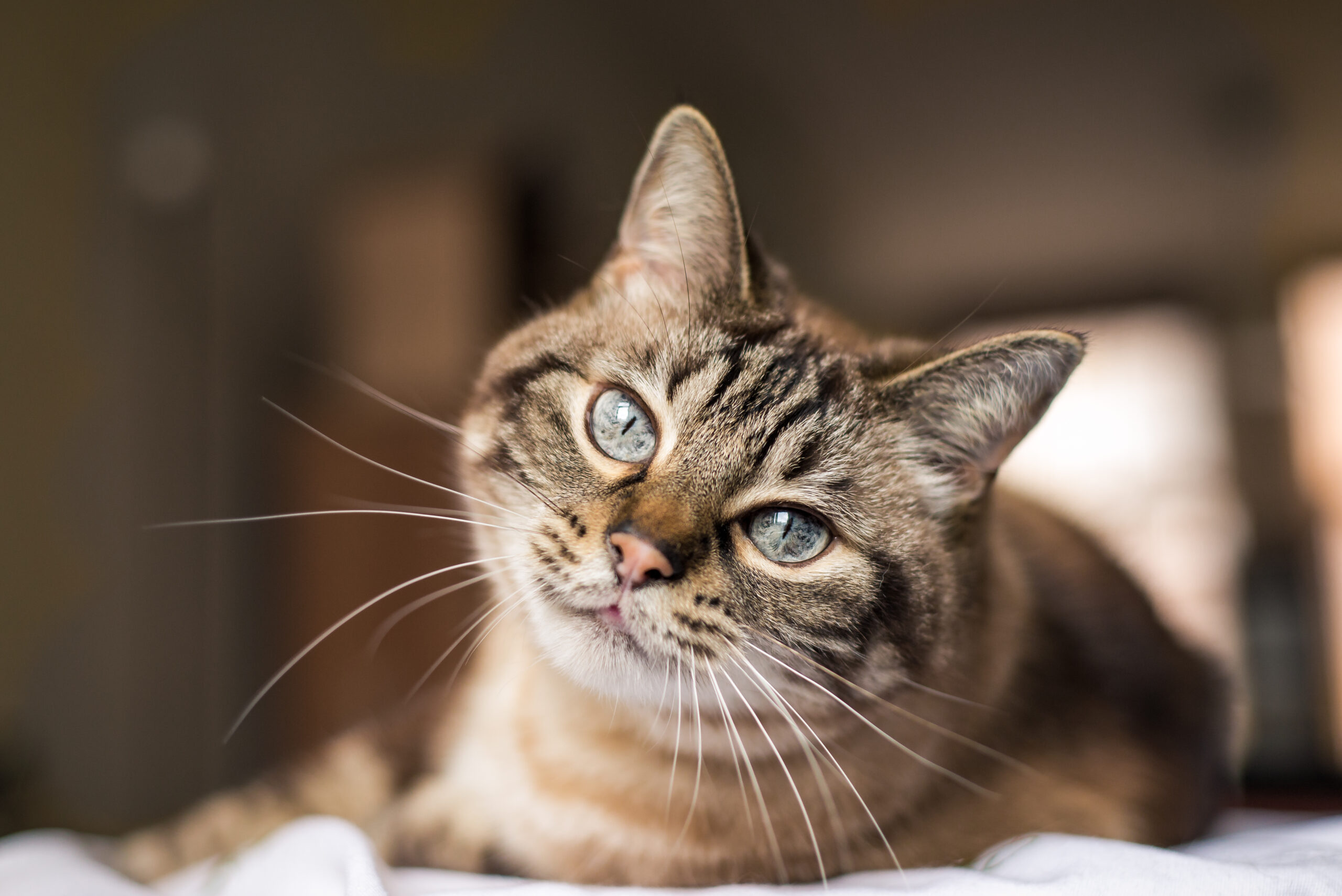 l’arthrose chez le chat
