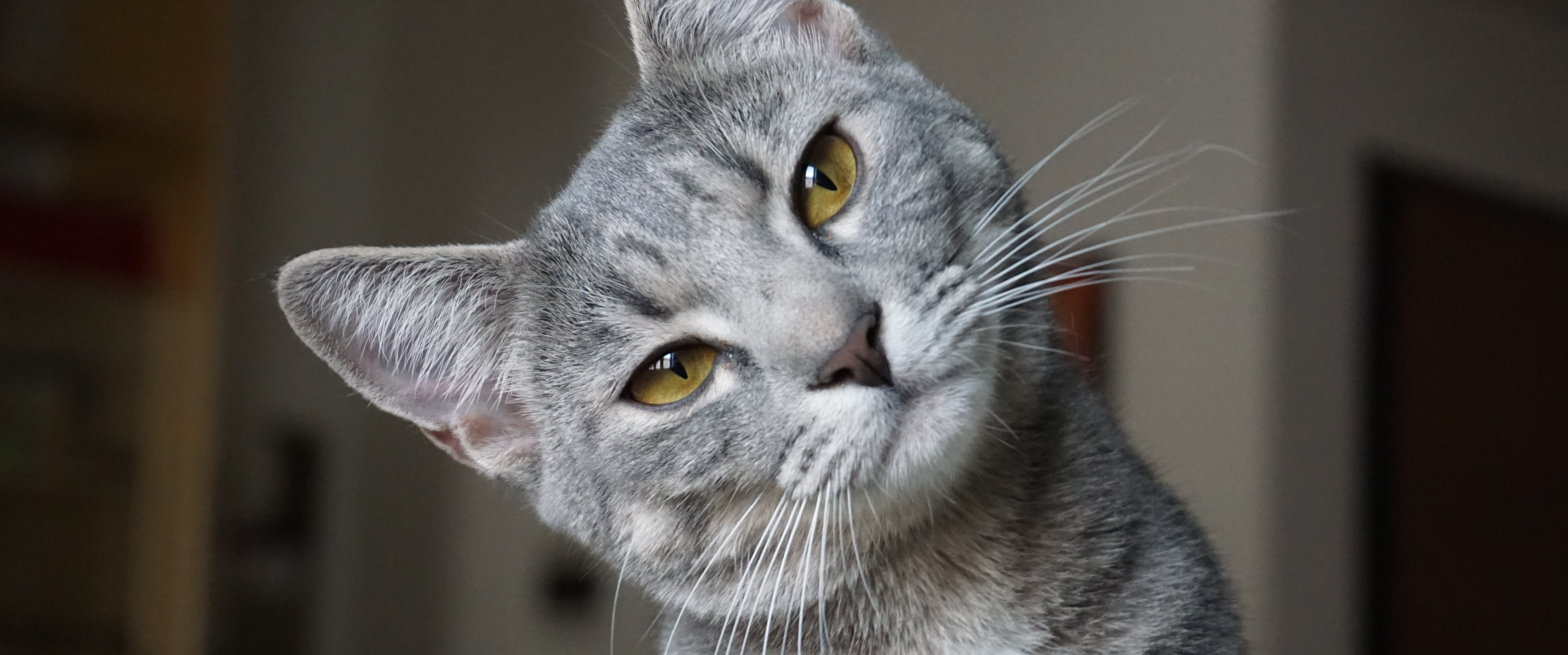 langage corporel du chat