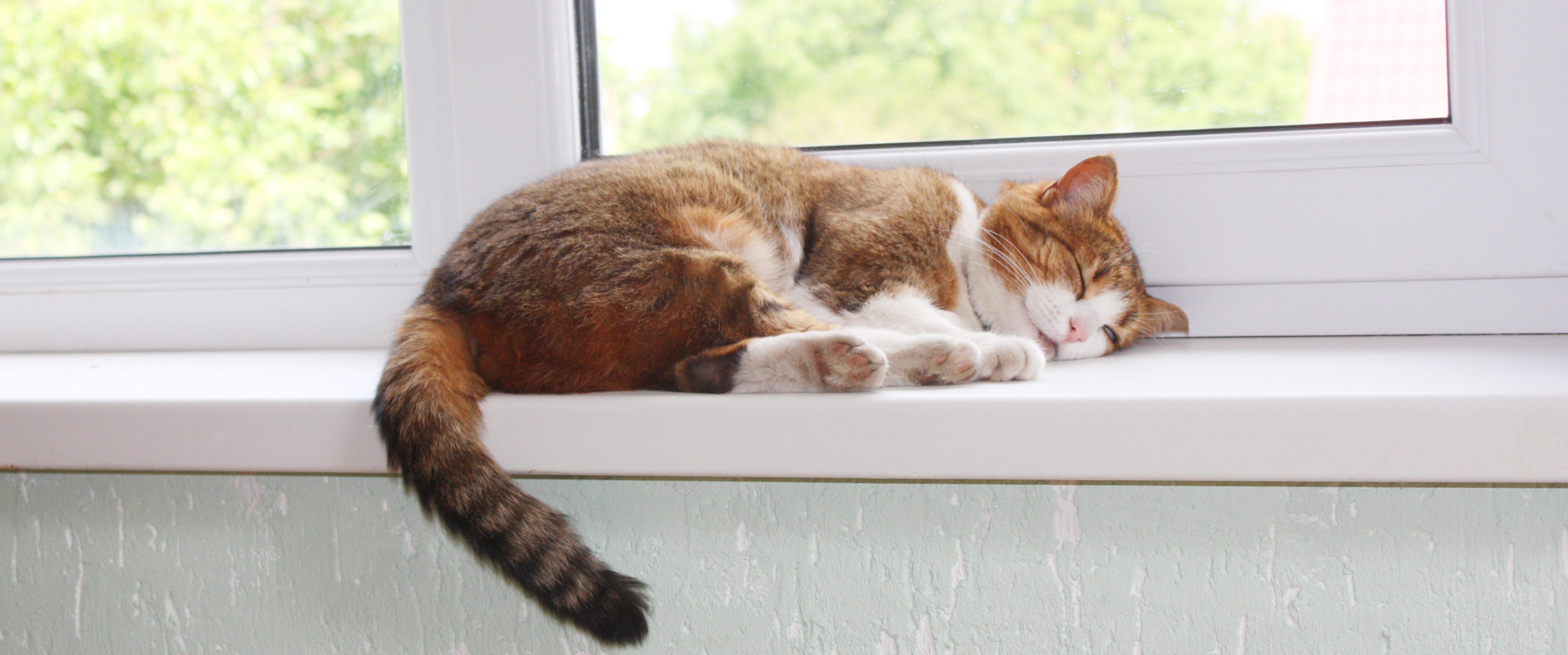 Kat alleen thuis