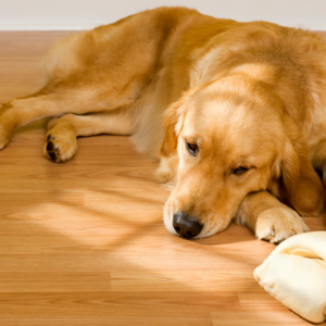 Garde de chien et chat