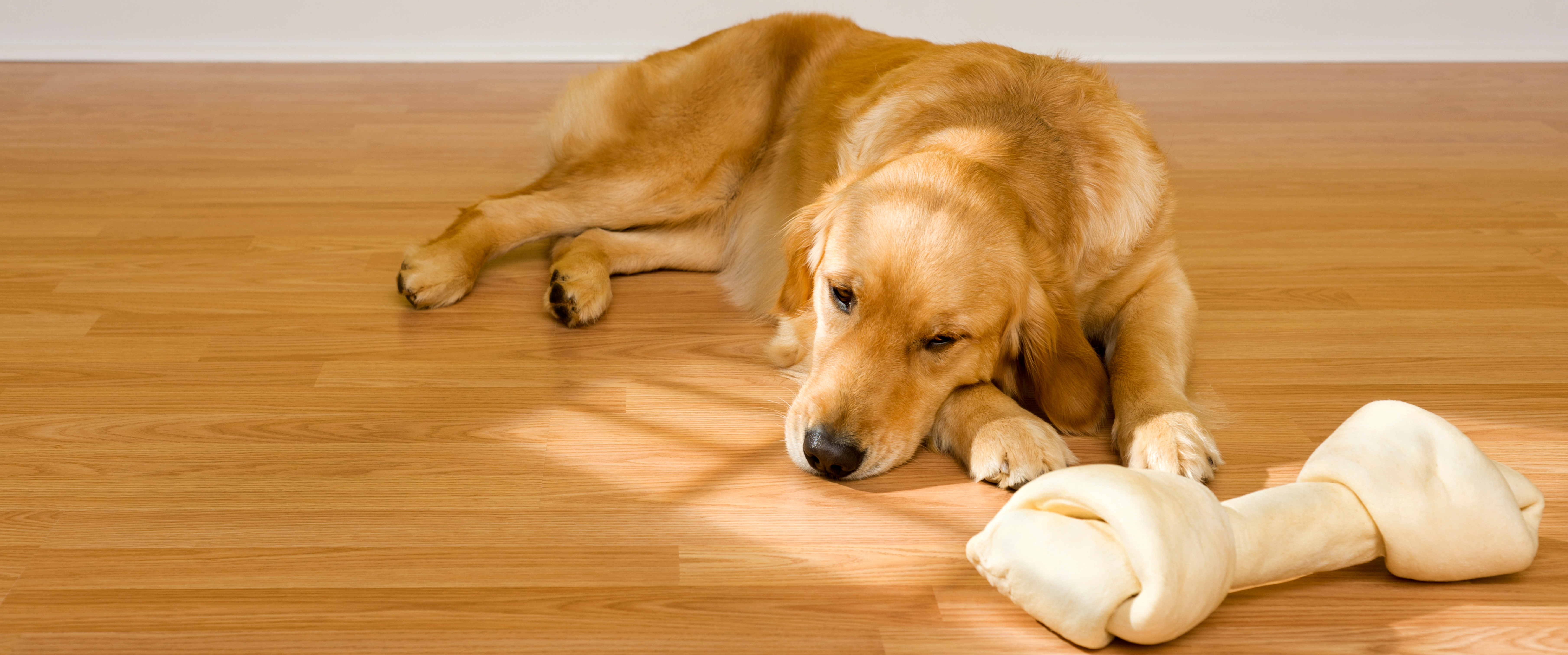 Garde de chien et chat