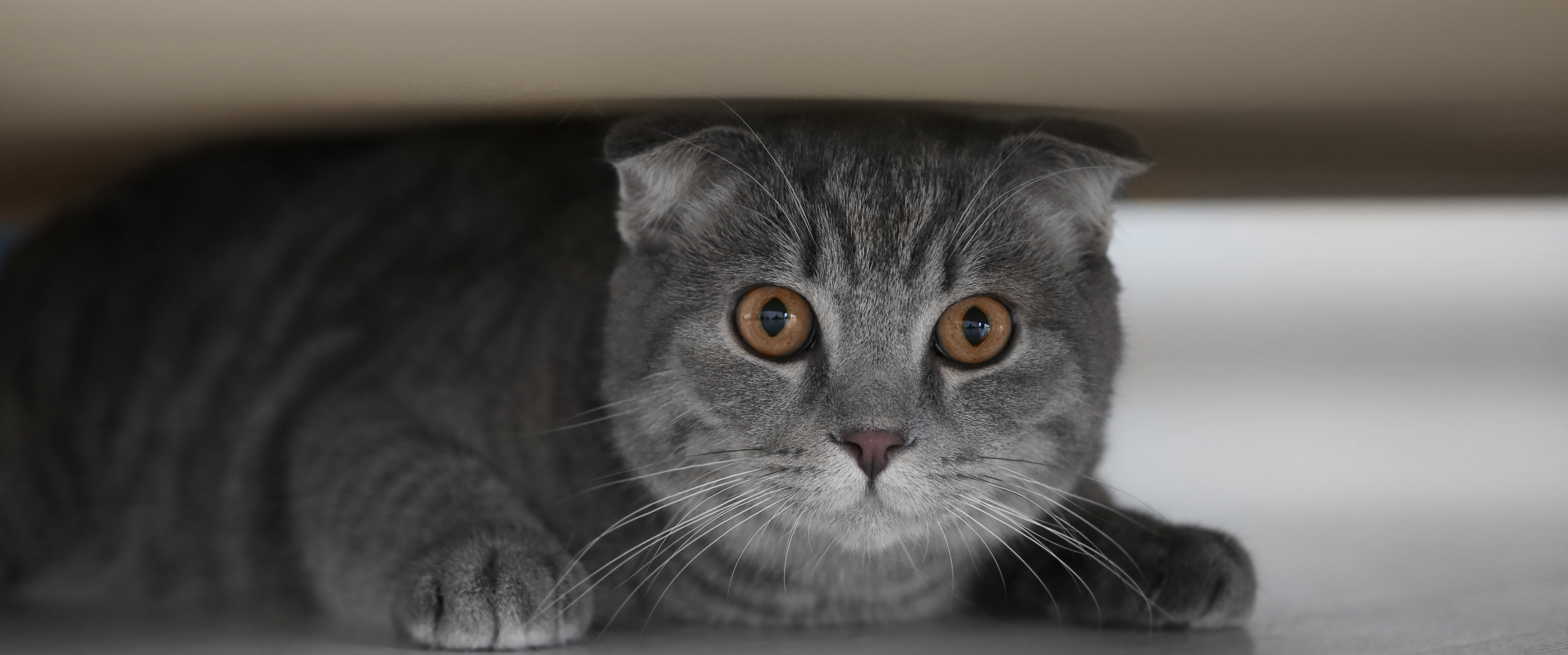 Conseils pour calmer un chat pendant les feux d’artifice