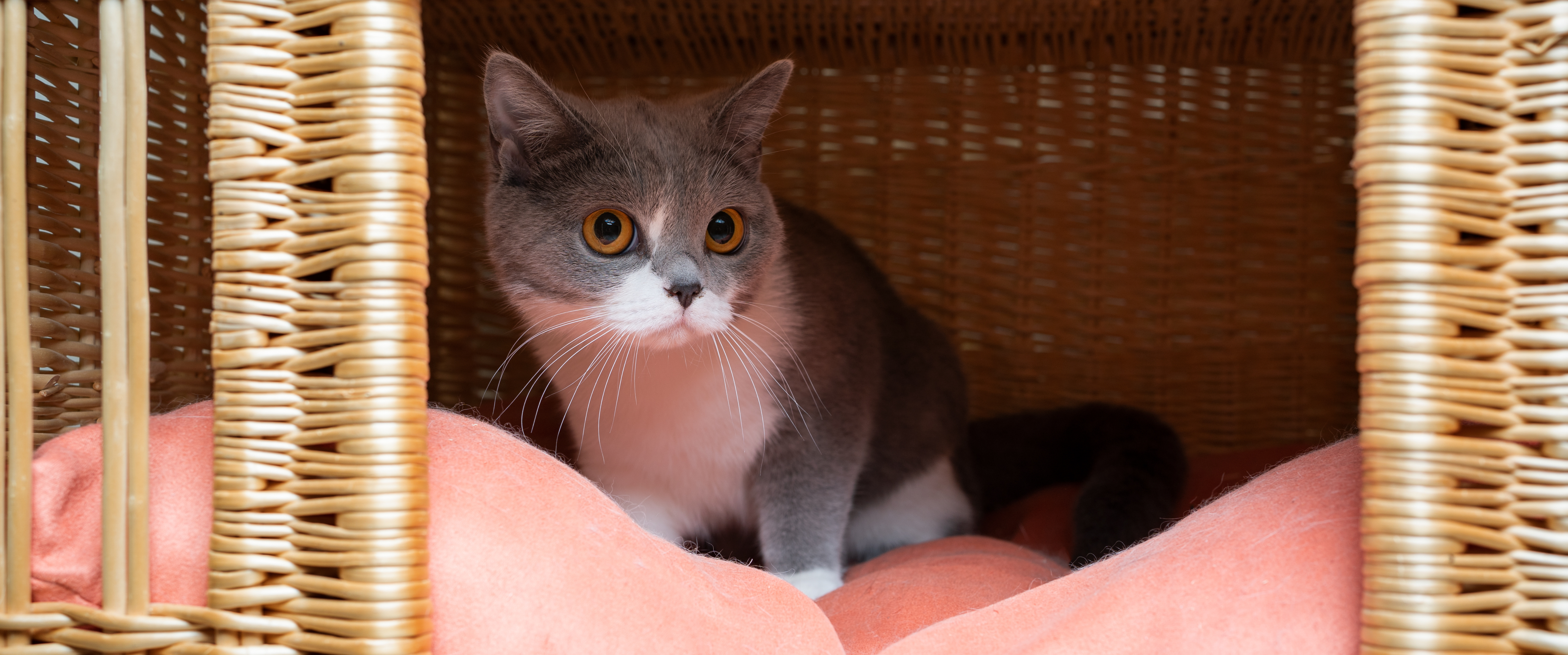 Un chat stressé se cache dans une situation difficile.