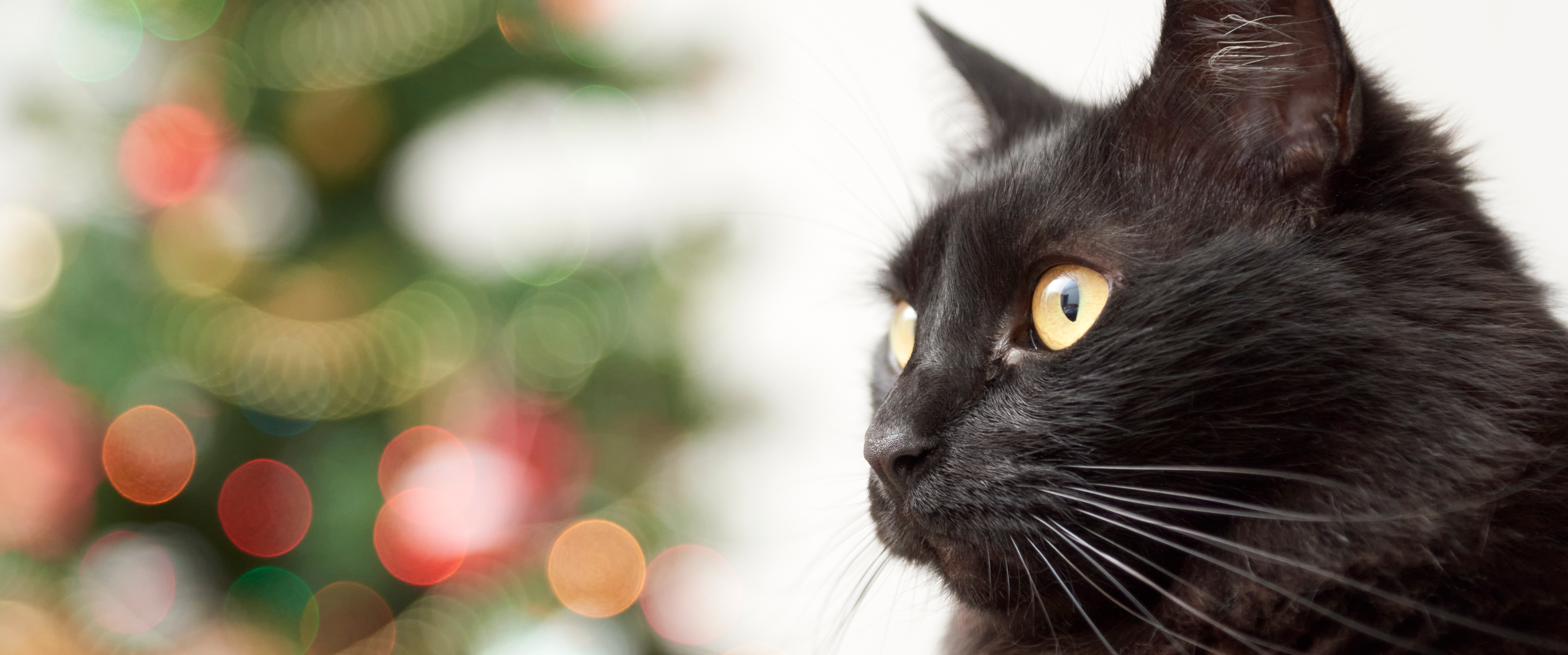 Conseils pour calmer un chat pendant les feux d’artifice