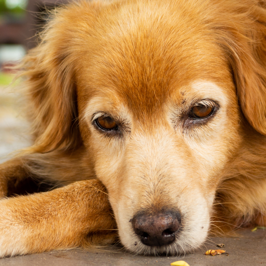 L'arthrose chez le chien