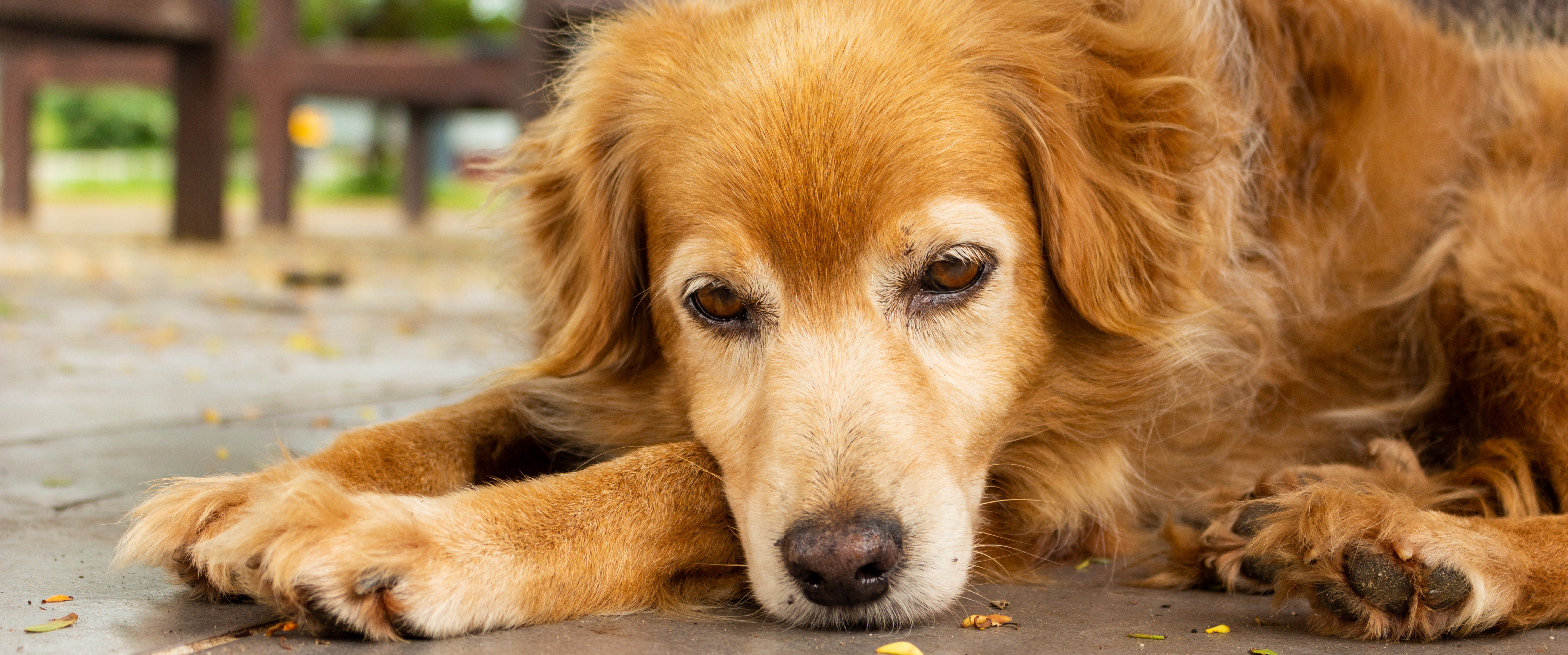 artrose bij honden