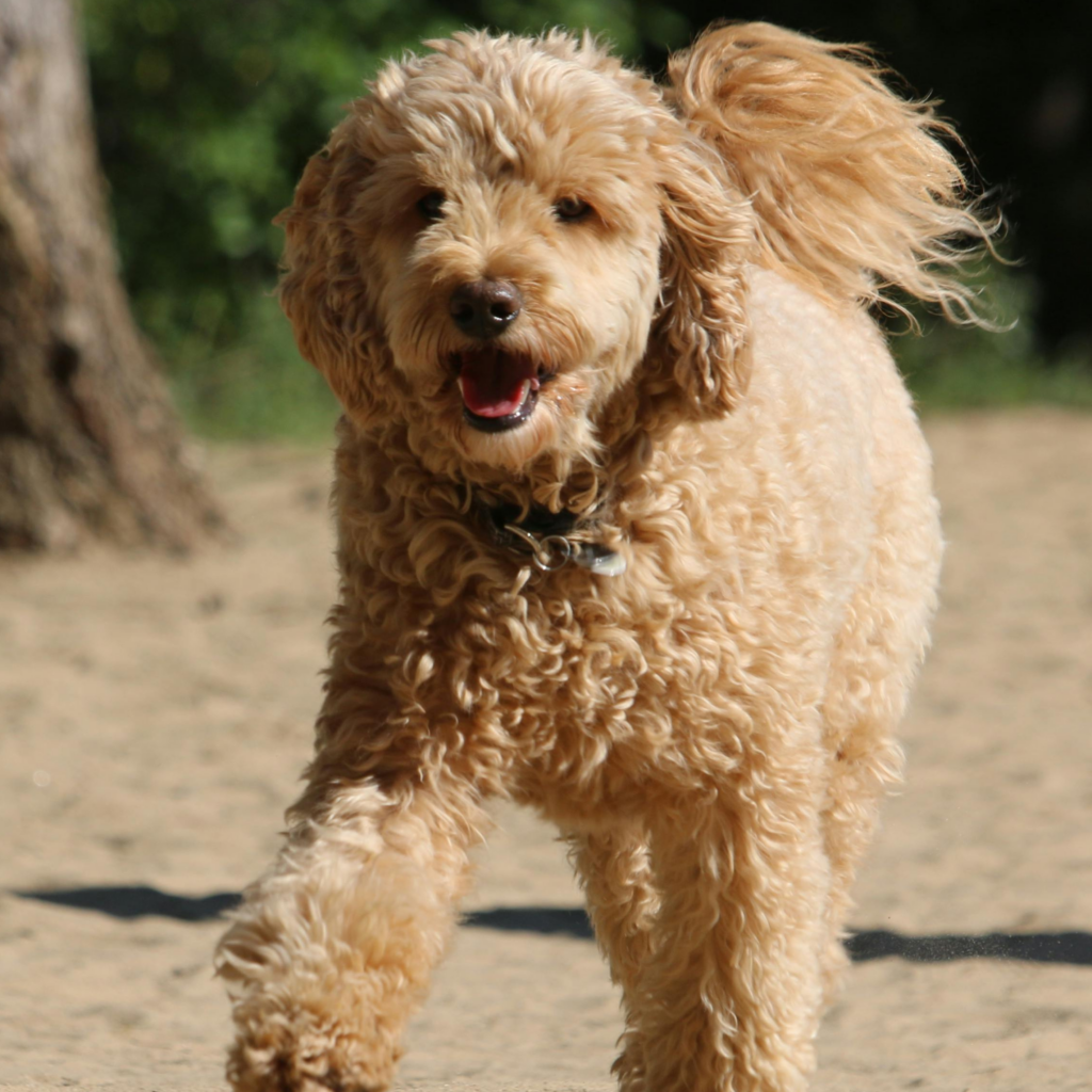 hond meer laten bewegen