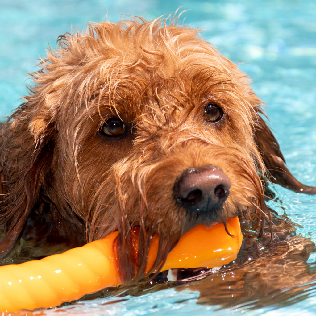 Nager avec votre chien