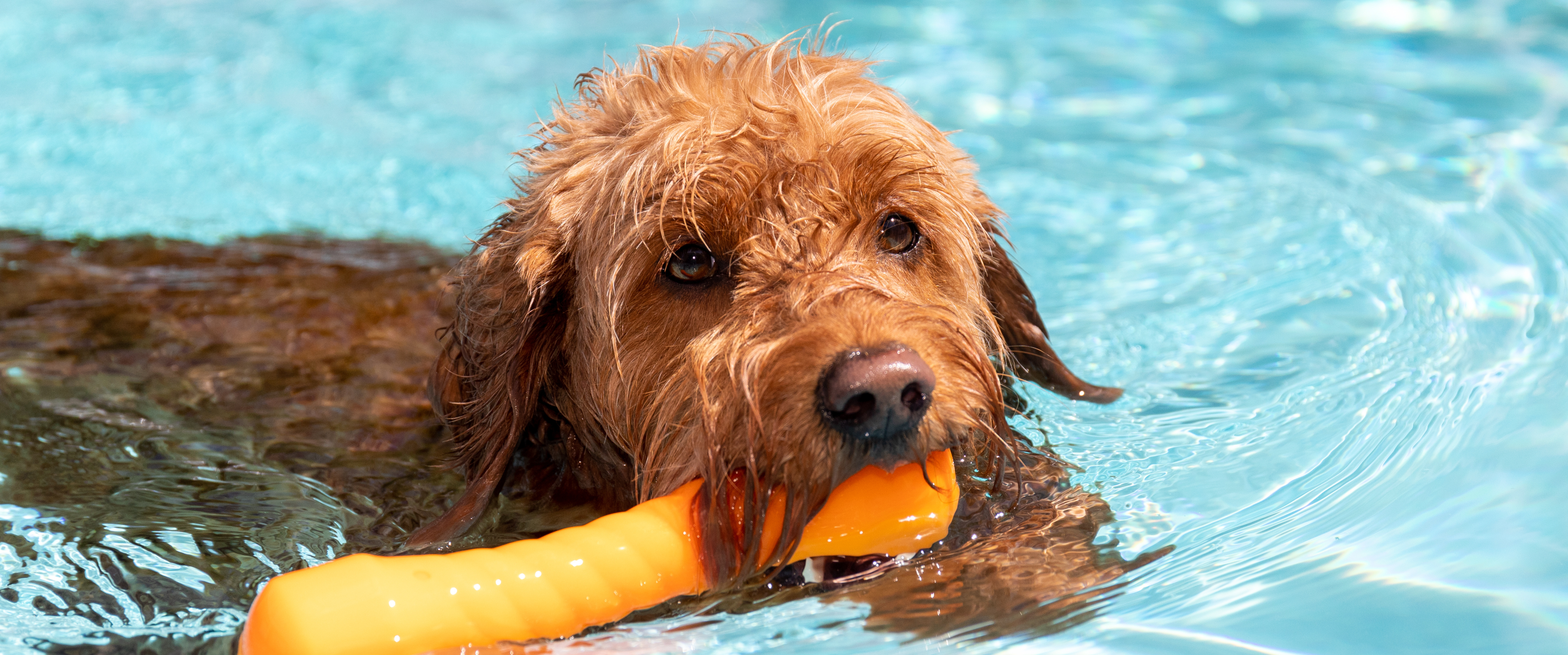 Nager avec votre chien