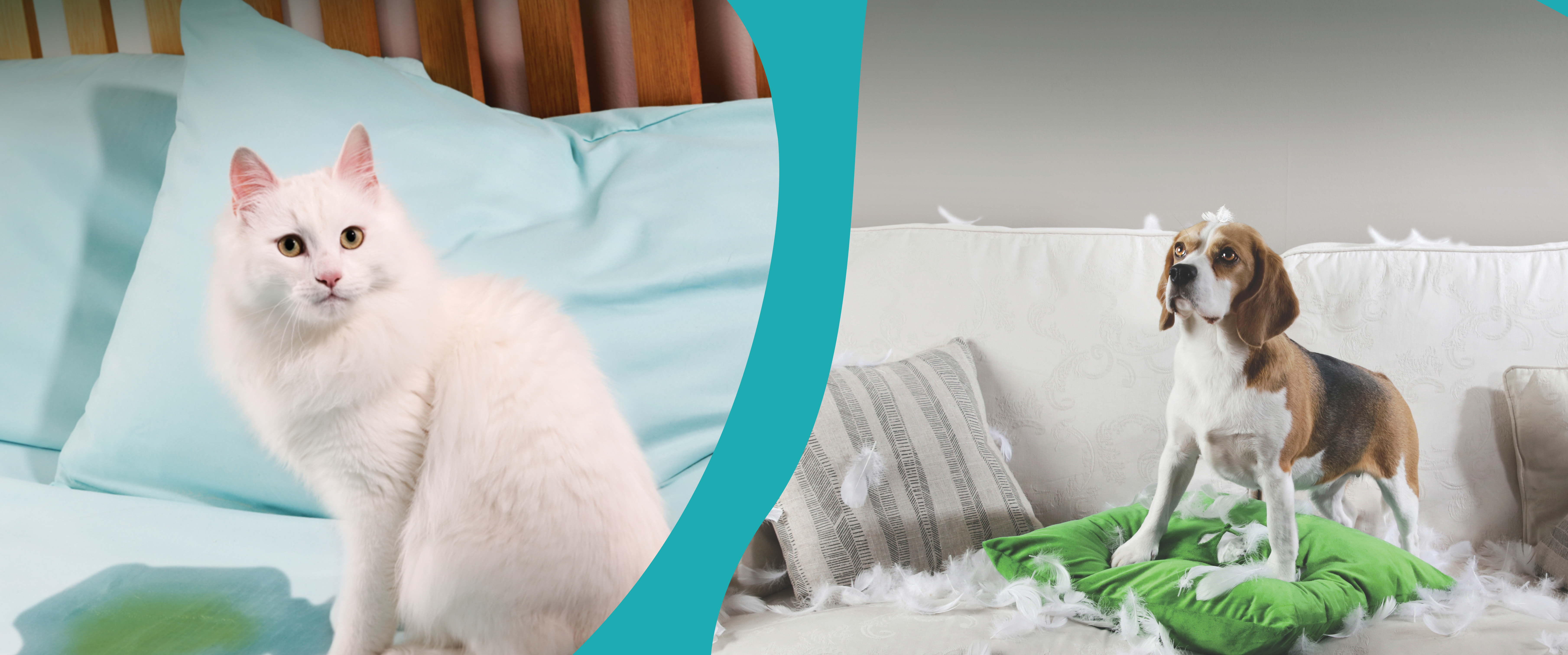 Zylkene pour les situations tendues pour chiens et chats