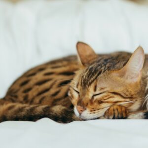 6 signalen dat je kat wormen heeft. Als je kat een doffe vacht, een verandering in eetlust, braken, diarree, gewichtsverlies of een gebrek aan energie heeft, kan dit wijzen op wormen.