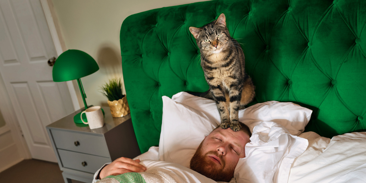 6 signes des vers chez chats