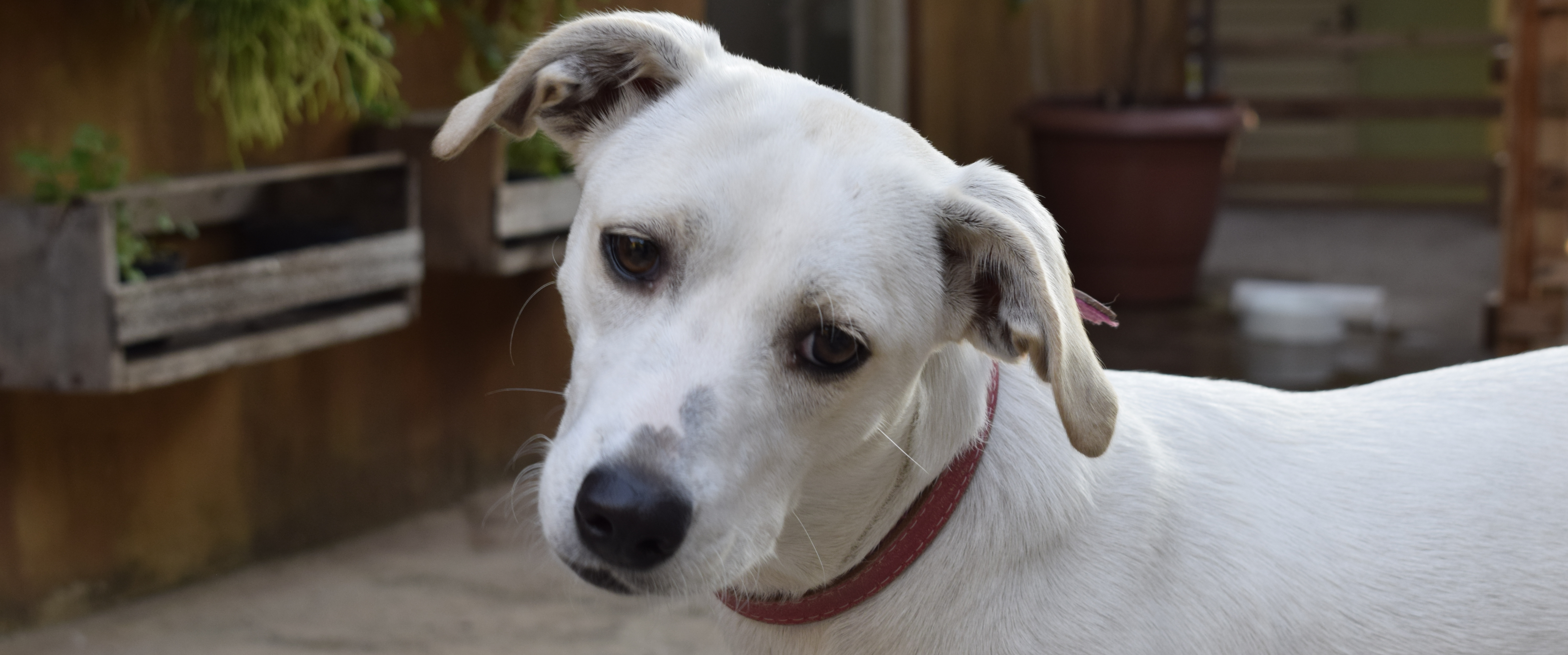 begrijp de lichaamstaal van je hond