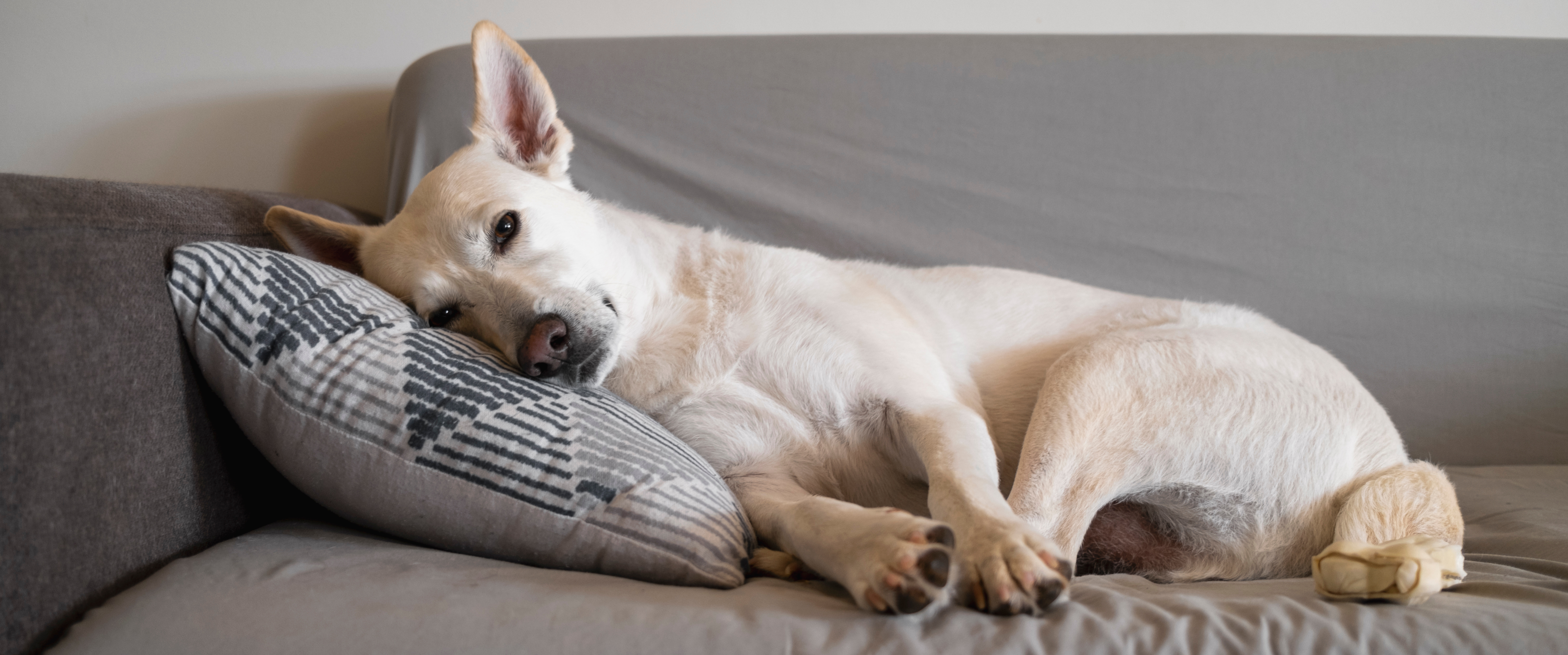 hond verveelt zich