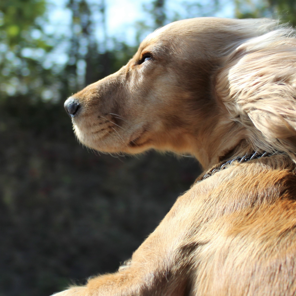 Op vakantie met je hond of kat