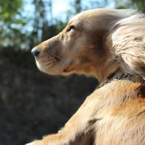 Op vakantie met je hond of kat