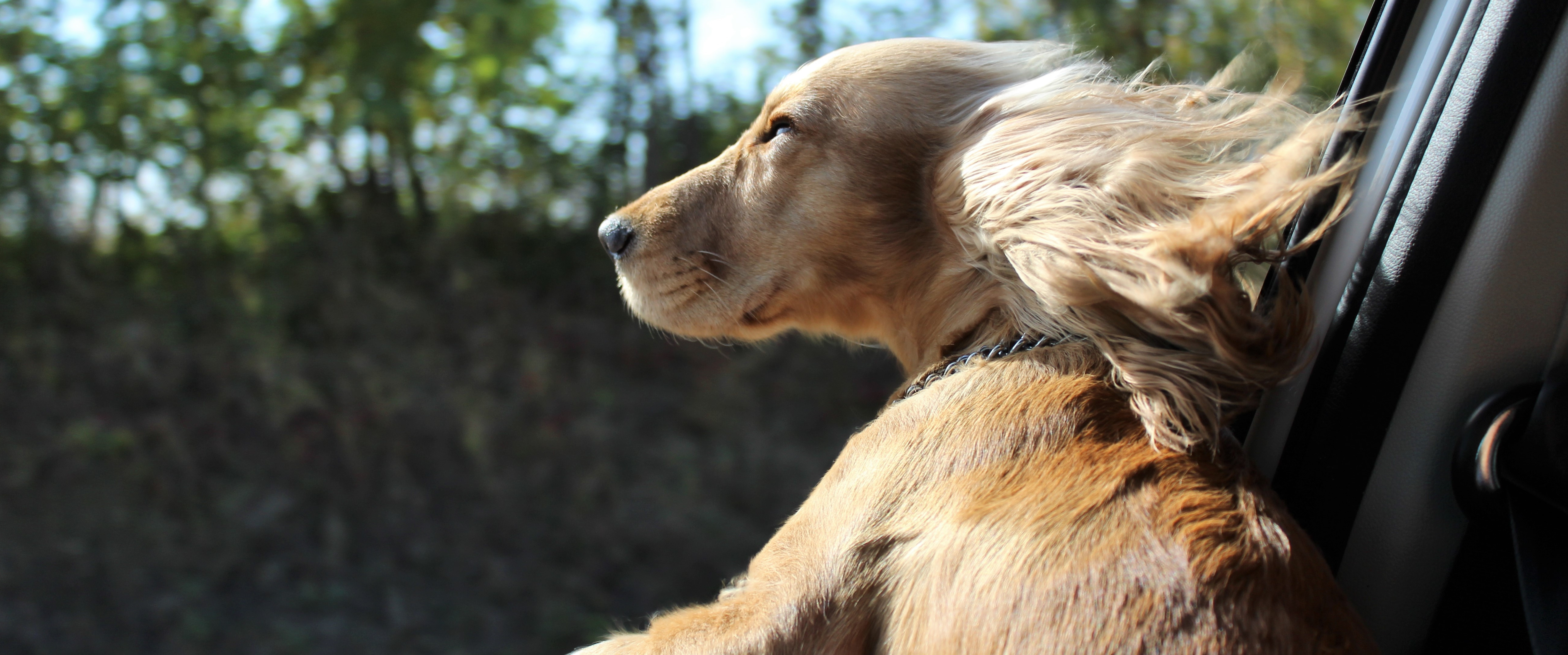 Op vakantie met je hond of kat