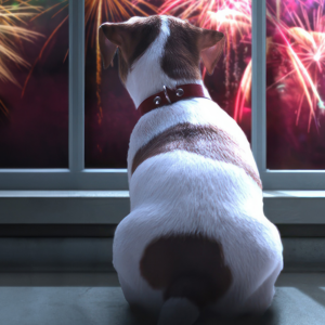 Conseils pour calmer un chien pendant les feux d’artifice