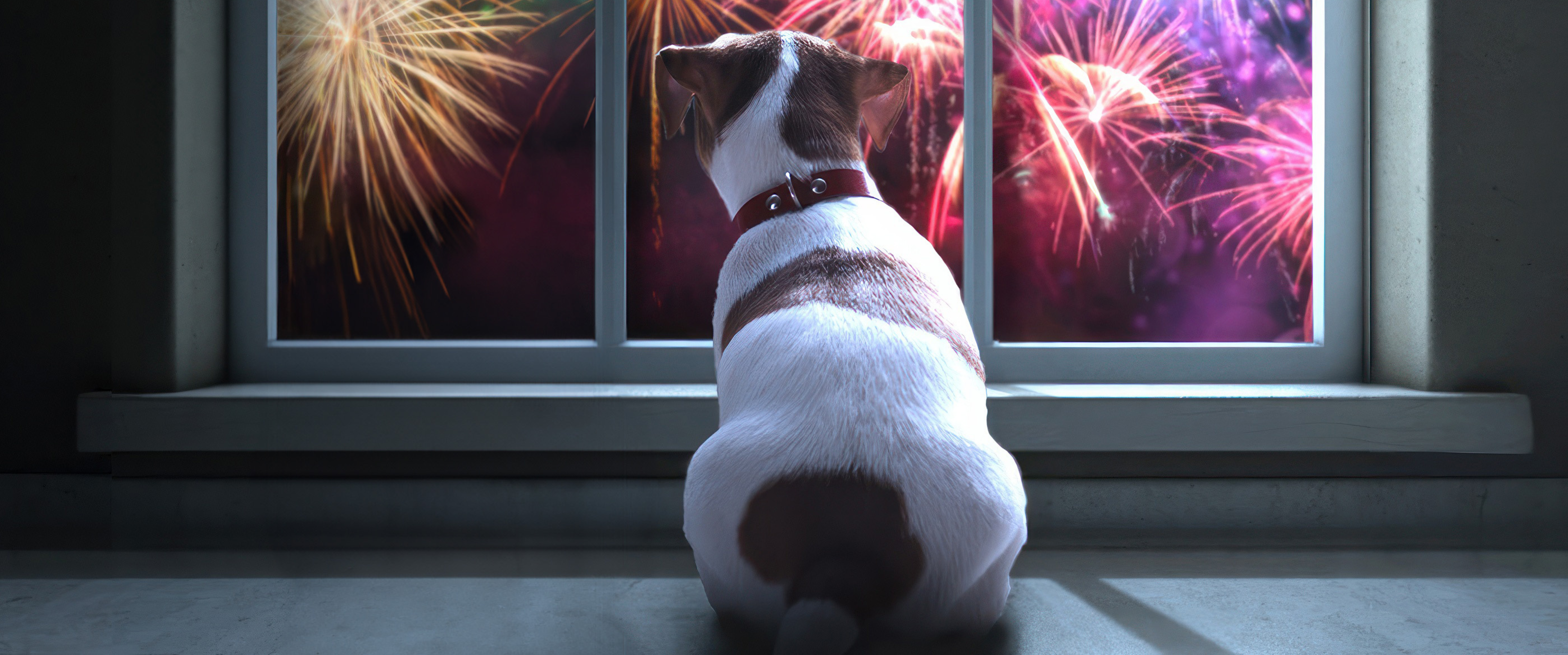 Conseils pour calmer un chien pendant les feux d’artifice