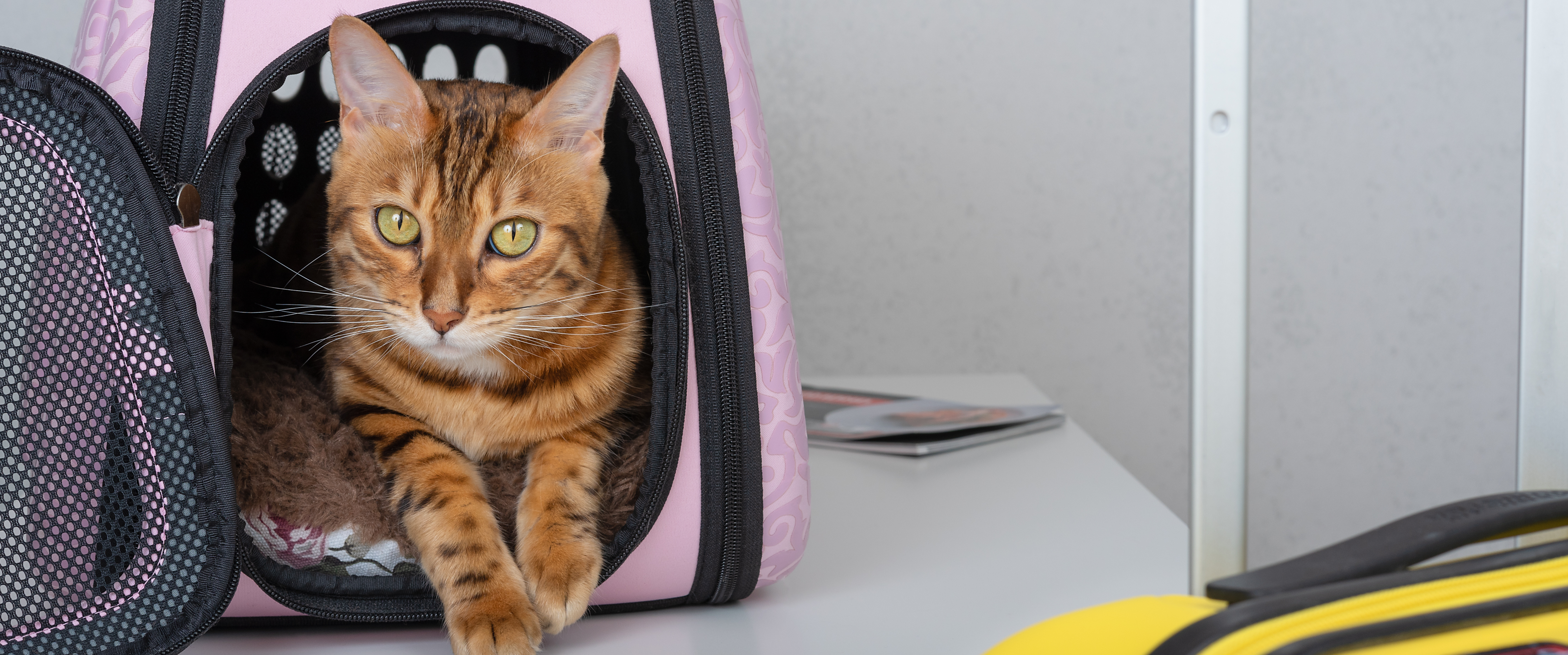 Voyager avec son chien ou chat