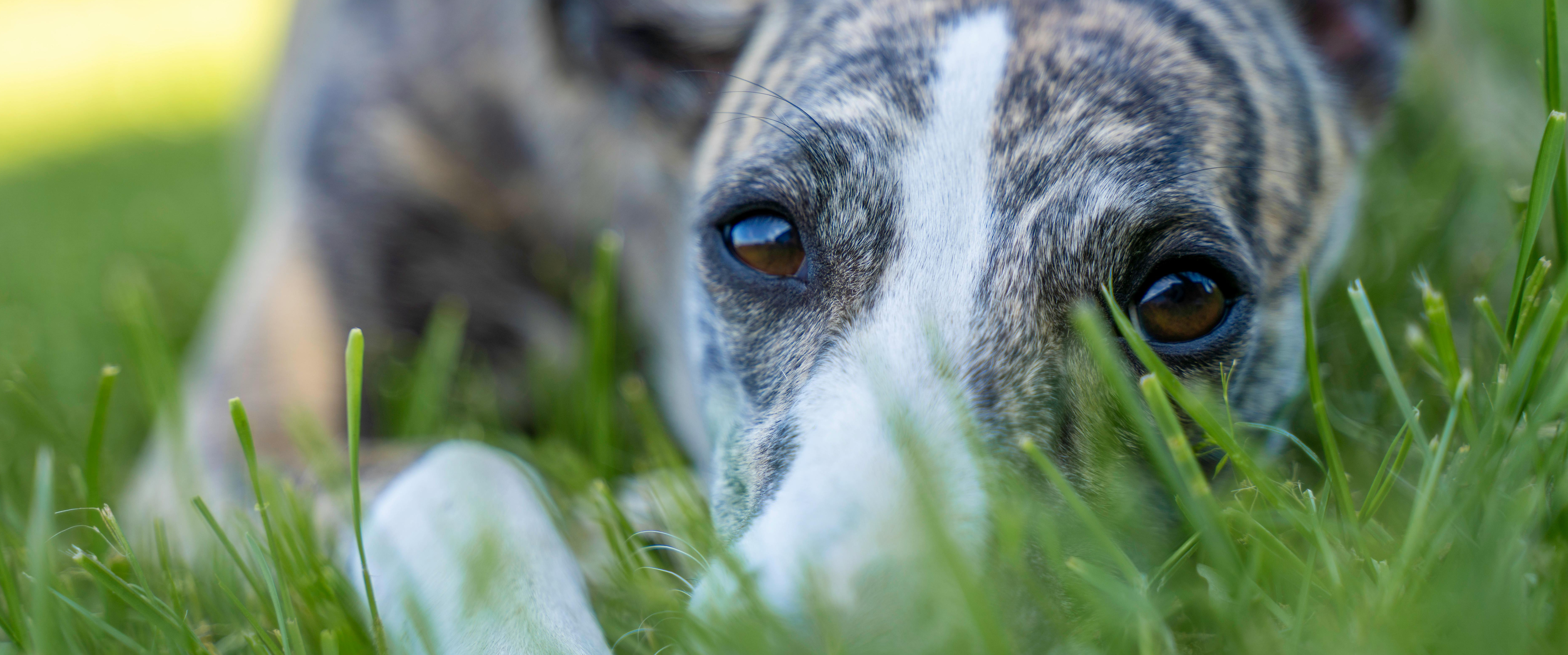 Un chien peureux se cache dans une situation difficile.