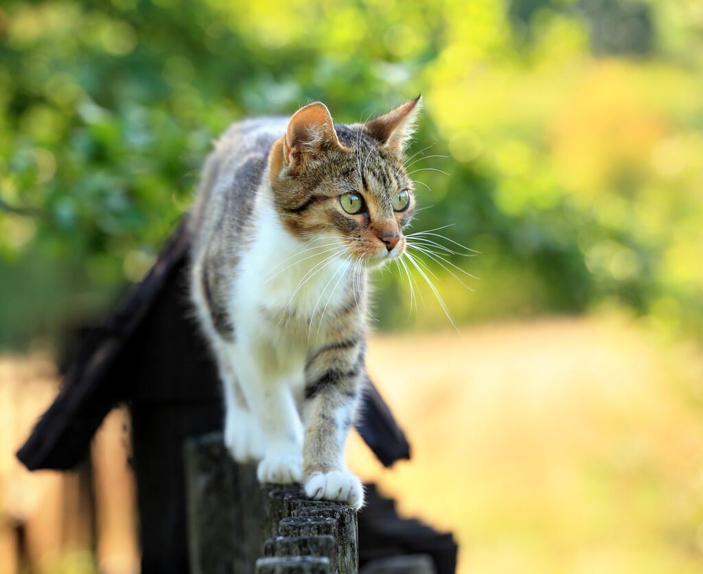 https://bemhp3.platform.vetoquinol.com/sites/bemhp3/files/170703-istock-182175970.jpg