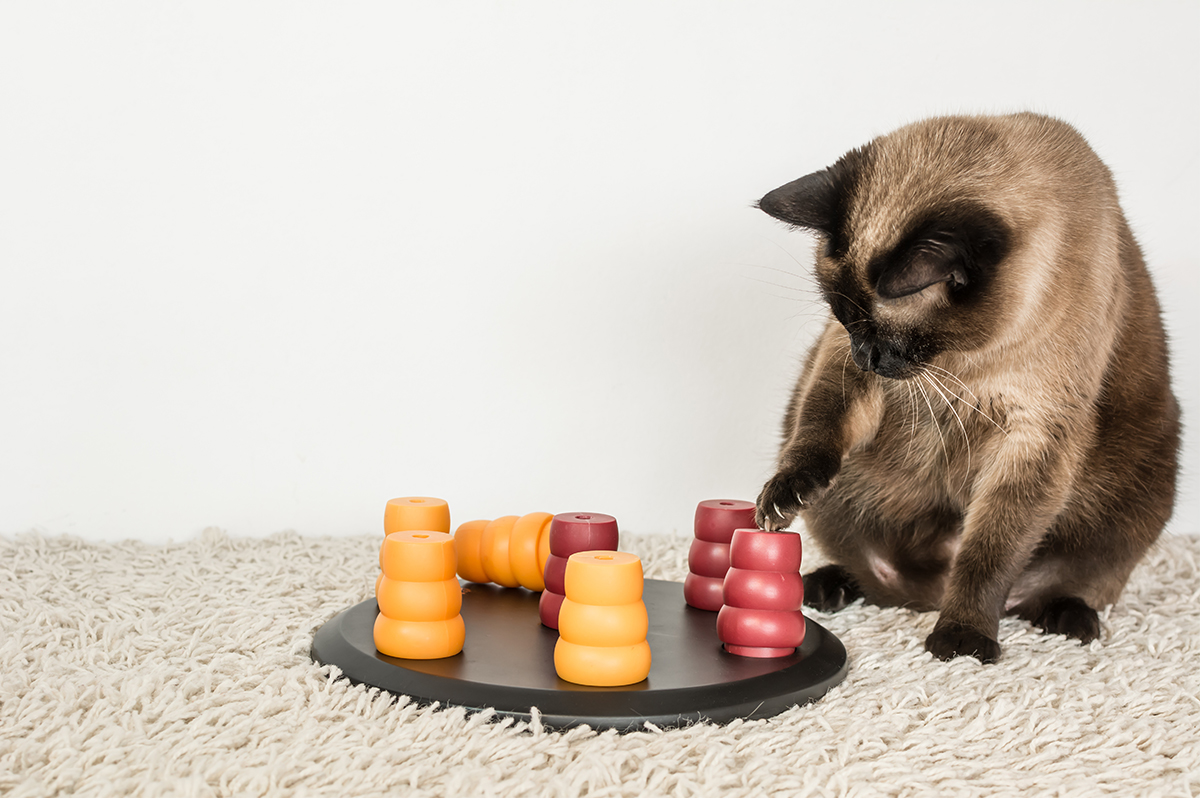 Chat s'ennuie