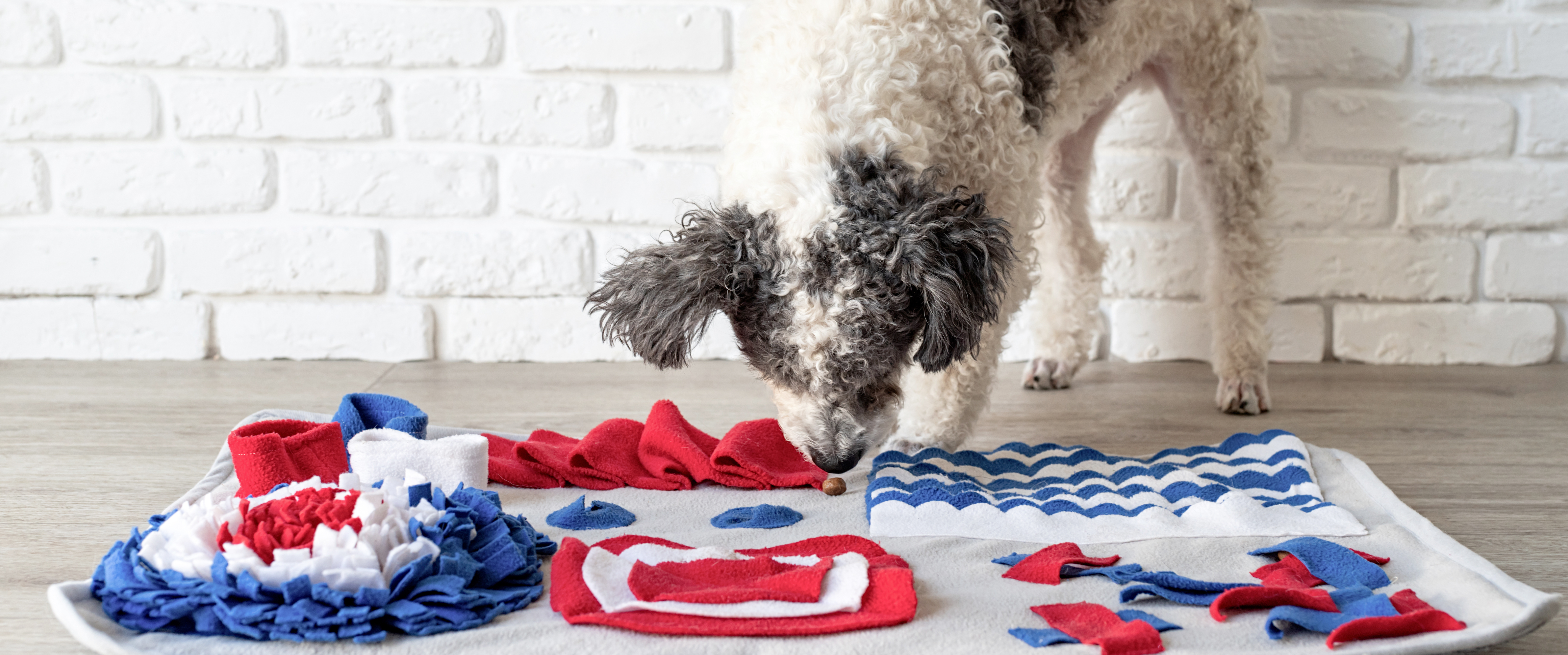hond verveelt zich